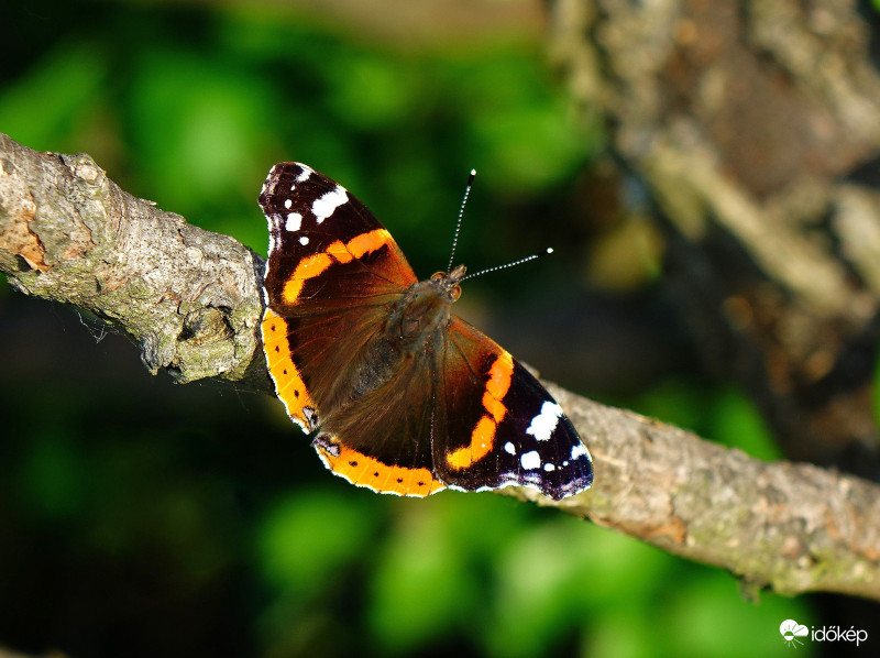 Délutáni napfürdőzés