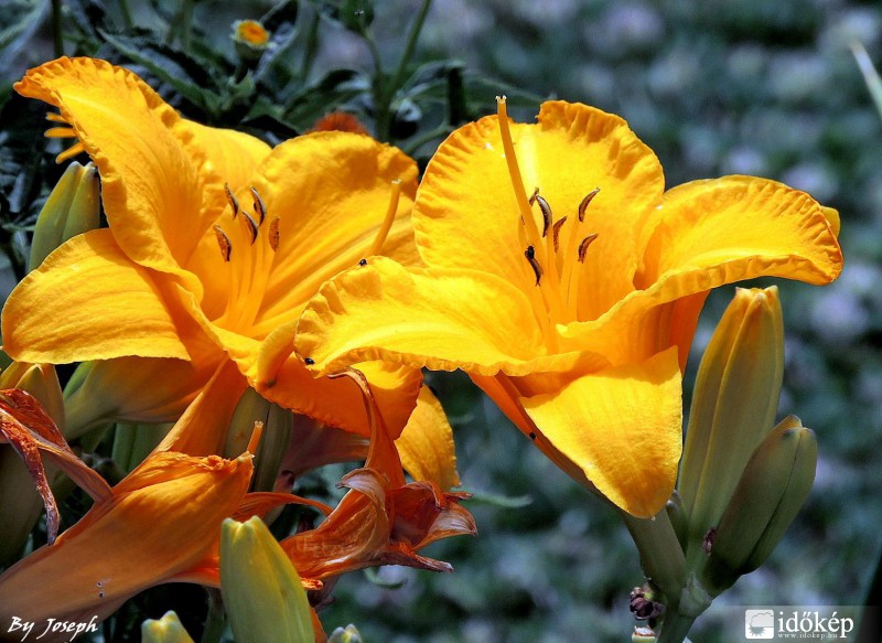 LILIOM
