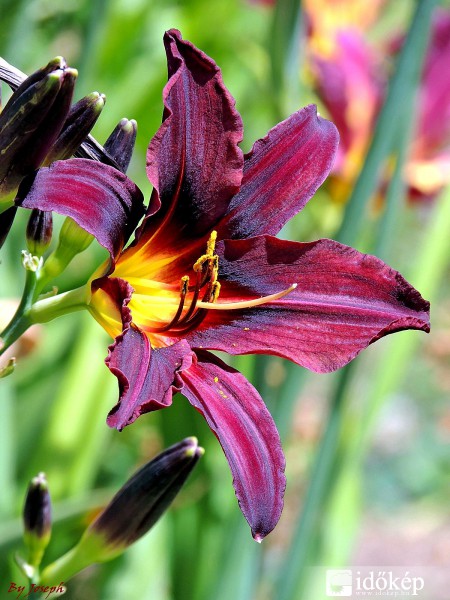 LILIOM