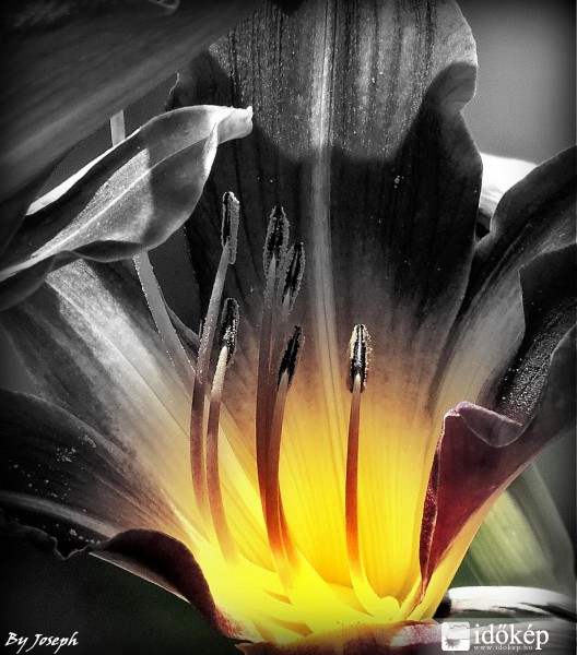 LILIOM