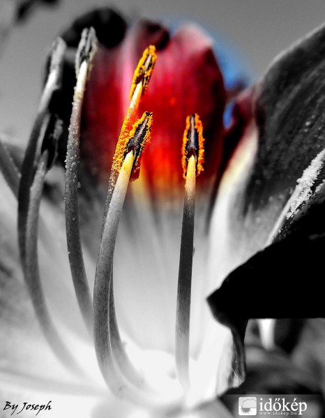LILIOM