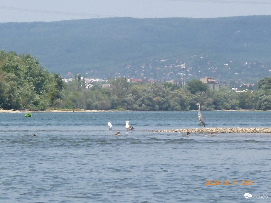 Vízimadarak