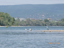 Vízimadarak