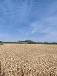 Felsőlajos