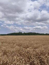 Felsőlajos