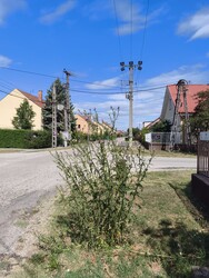 Lajosmizse