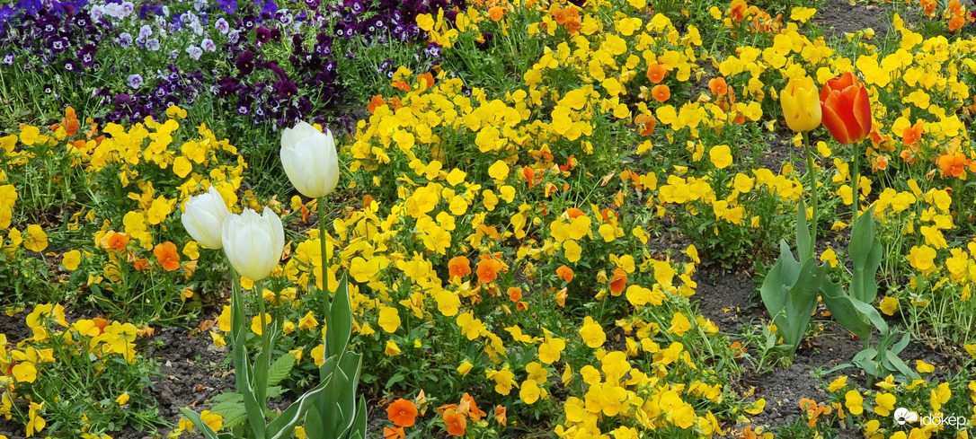 Budapest II.ker - Pasarét