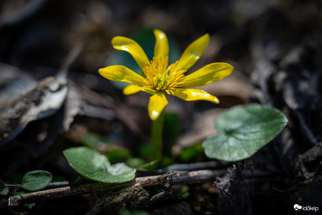 Boldog Nőnapot kívánok előre minden Időképnél dolgozó hölgynek és olvasónak! - salátaboglárka