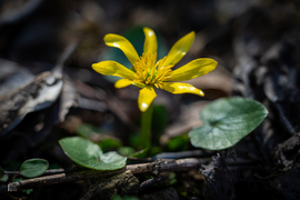 Boldog Nőnapot kívánok előre minden Időképnél dolgozó hölgynek és olvasónak! - salátaboglárka