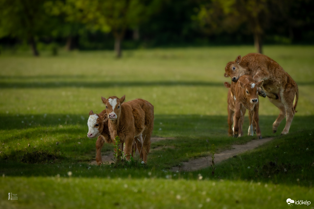 Tavaszi élet a legelőn – megérkeztek a kis csodák!