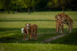 Tavaszi élet a legelőn – megérkeztek a kis csodák!