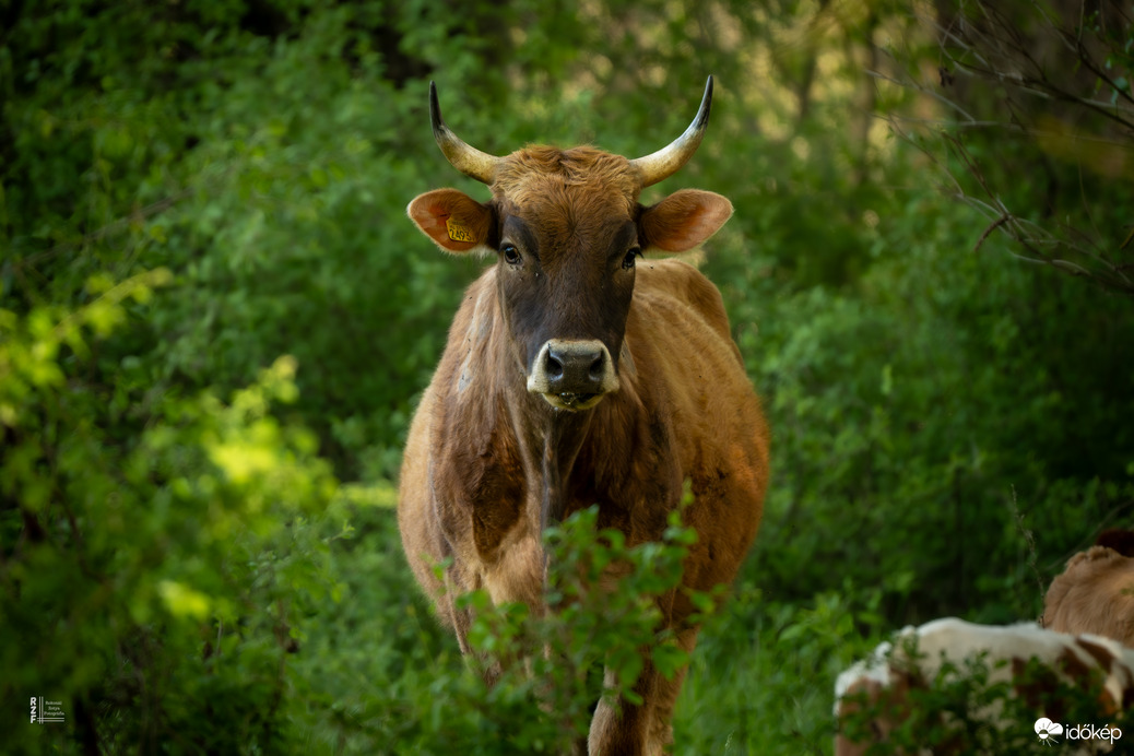 Tavaszi élet a legelőn – megérkeztek a kis csodák!