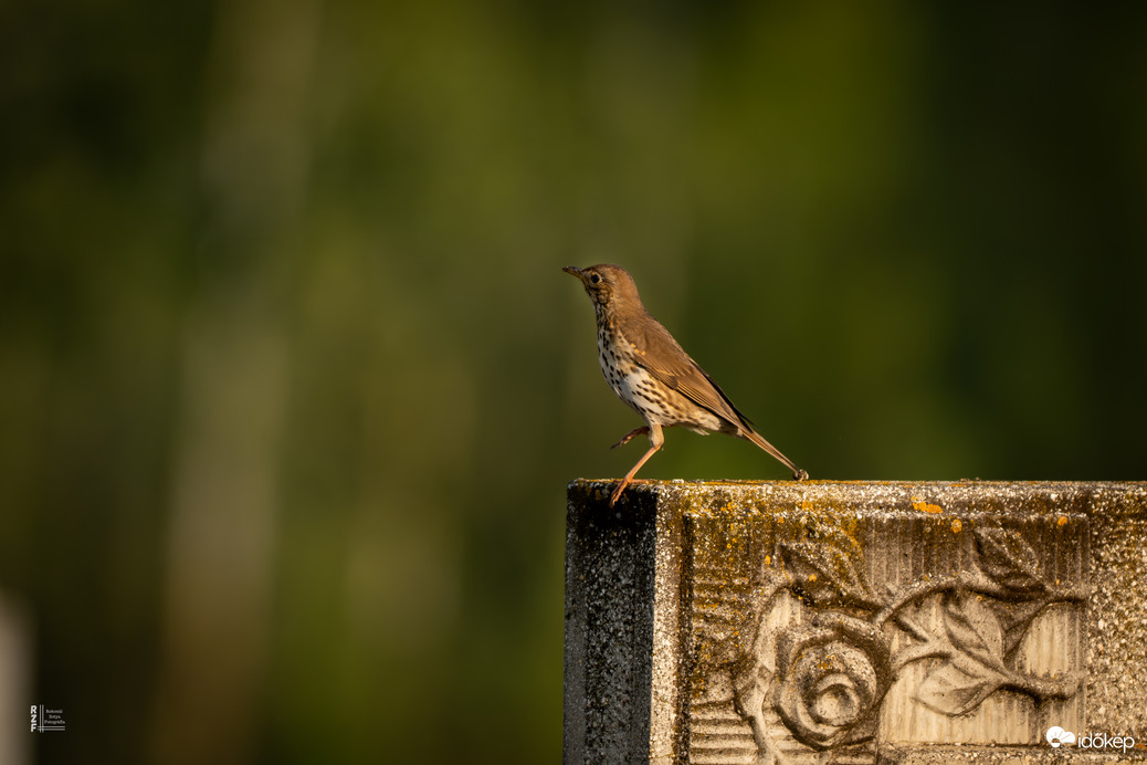 Temetői énekes rigó