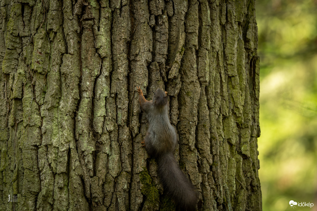 Mókus - a vácrátóti Nemzeti Botanikus Kert sztárja