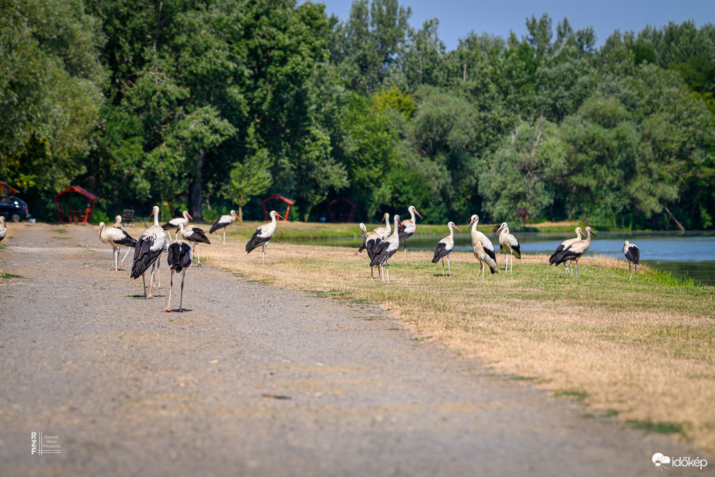 Gólyák a Kis-Tisza partján