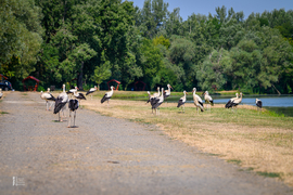 Gólyák a Kis-Tisza partján