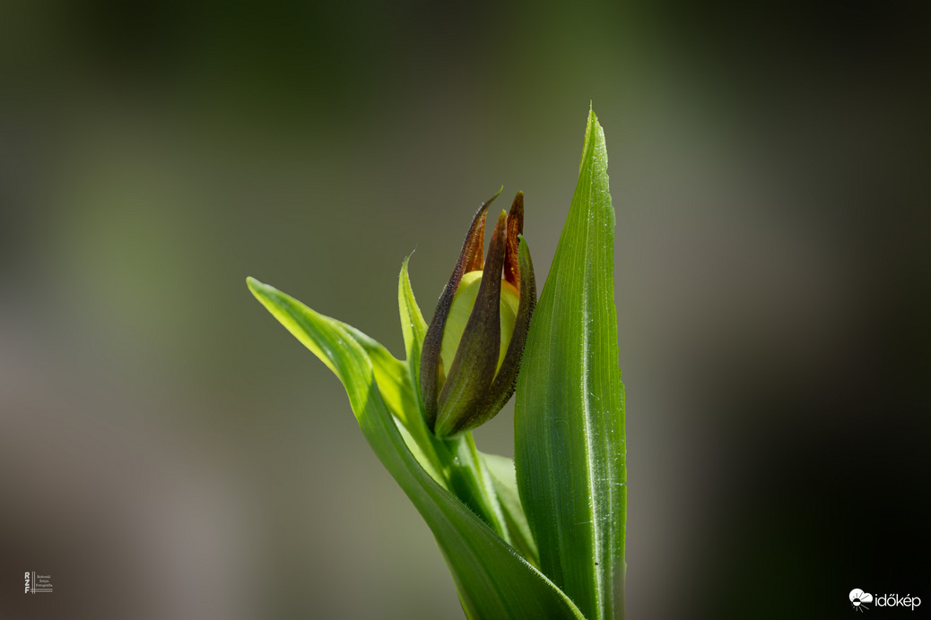 Egy rejtőzködő szépség hamarosan újra megmutatja magát…