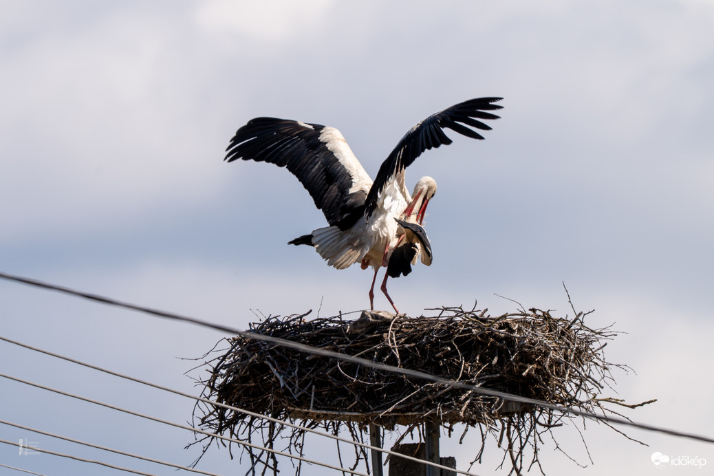 Úton a következő fehér gólya generáció