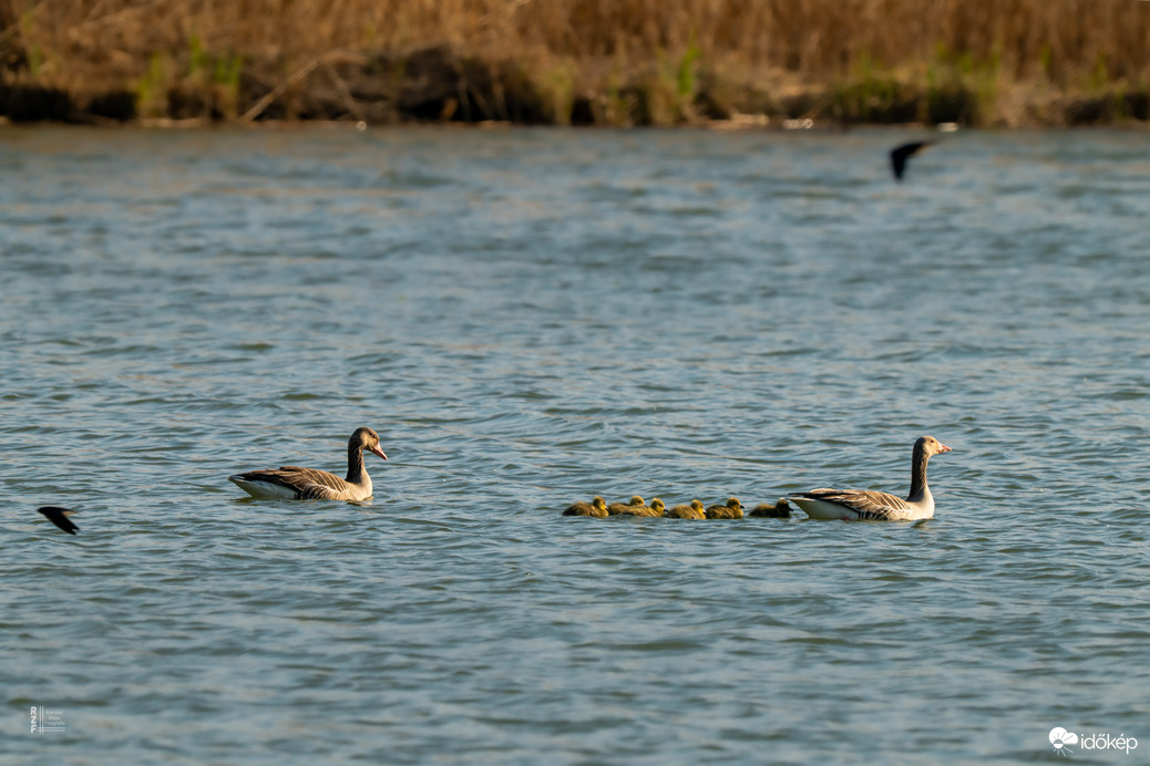 Hat apró csoda a vízen