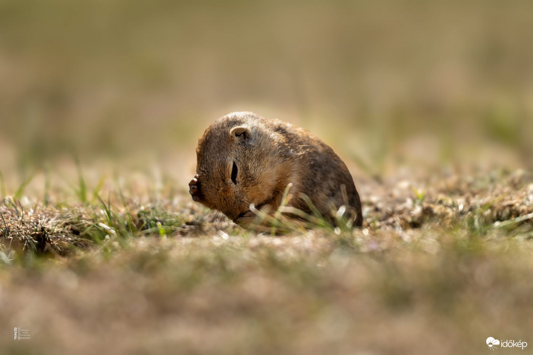 Harangod is beharangozta: történelmi ürge pillanatok