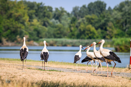 Gólyák a Kis-Tisza partján