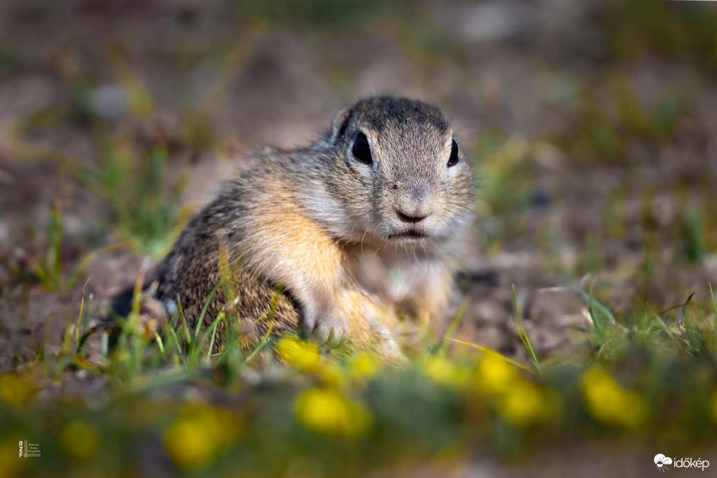 Harangod is beharangozta: történelmi ürge pillanatok
