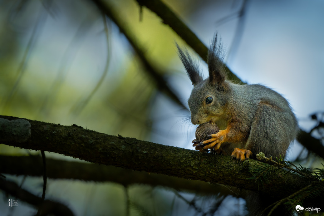 Mókus - a vácrátóti Nemzeti Botanikus Kert sztárja