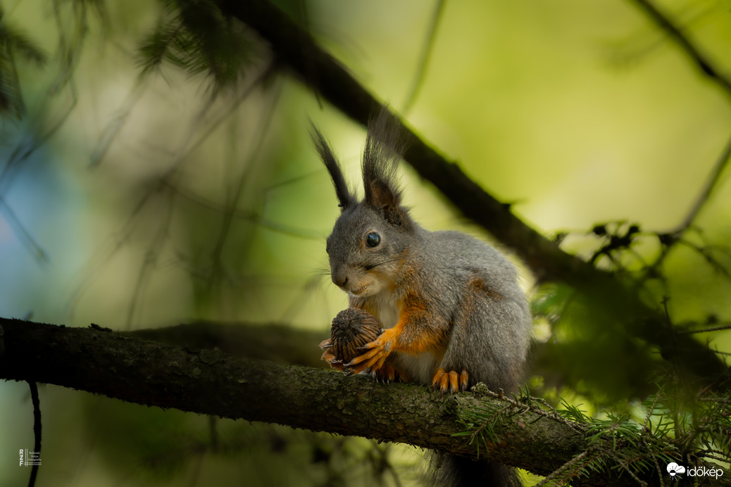 Mókus - a vácrátóti Nemzeti Botanikus Kert sztárja