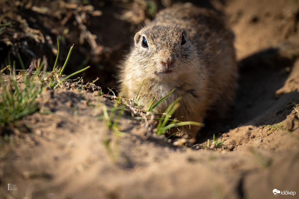 Harangod is beharangozta: történelmi ürge pillanatok
