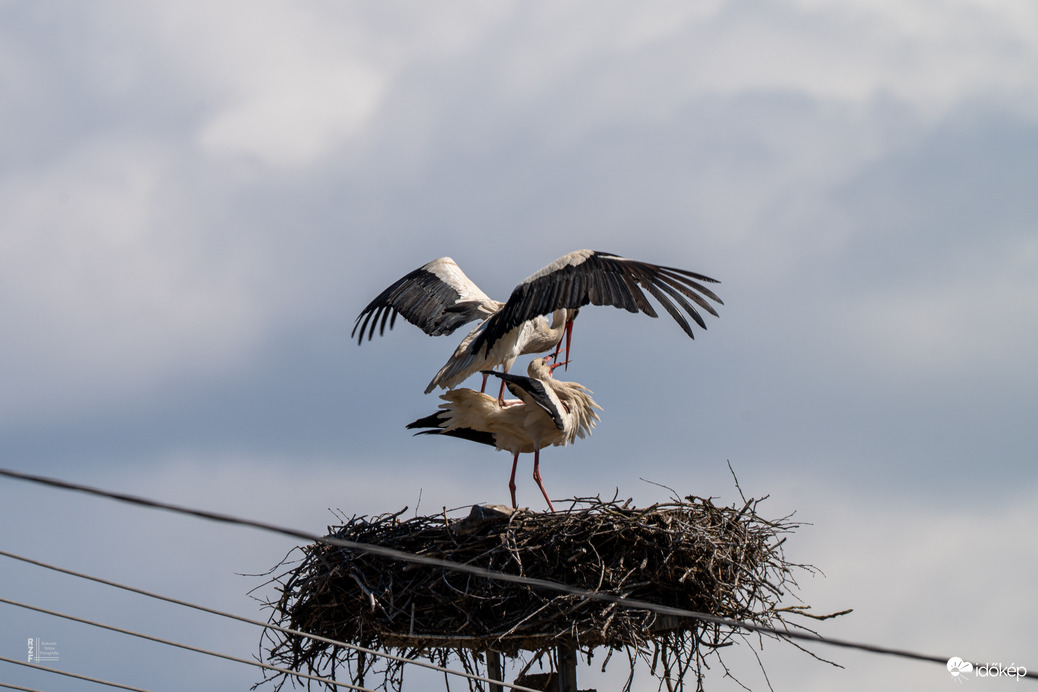 Úton a következő fehér gólya generáció