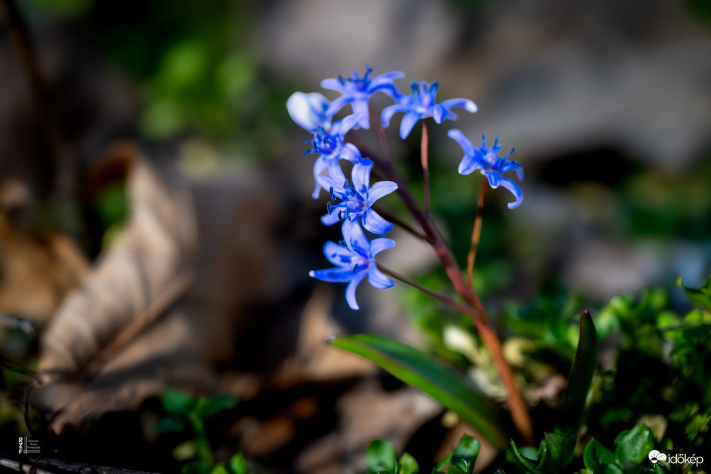 Boldog Nőnapot kívánok előre minden Időképnél dolgozó hölgynek és olvasónak!