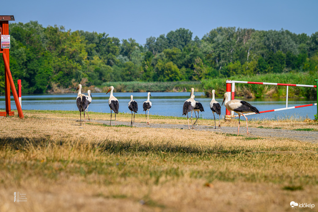 Gólyák a Kis-Tisza partján