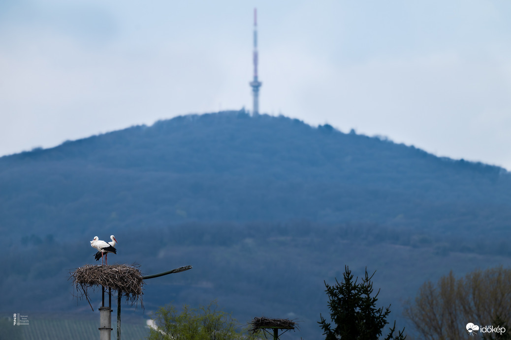 Magyarország gólyafővárosa?