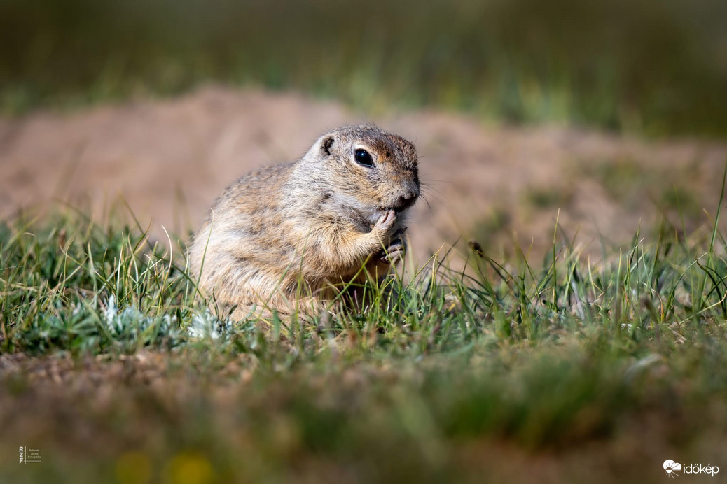 Harangod is beharangozta: történelmi ürge pillanatok