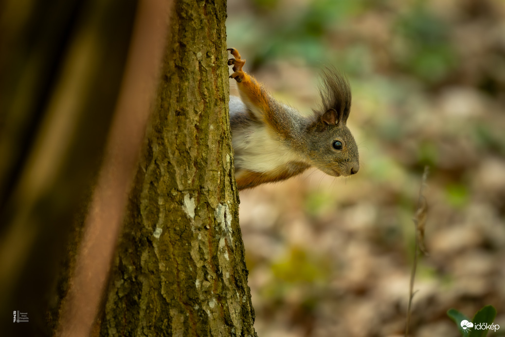 Mókus - a vácrátóti Nemzeti Botanikus Kert sztárja