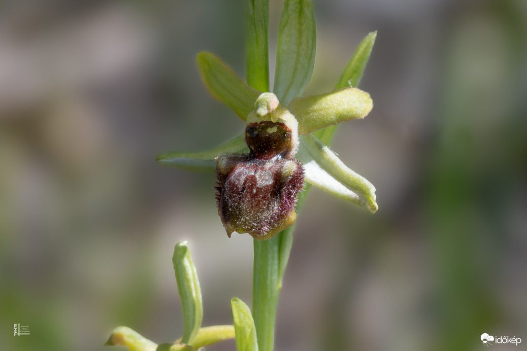 Egy ritka kincs nyomában a Bükkben