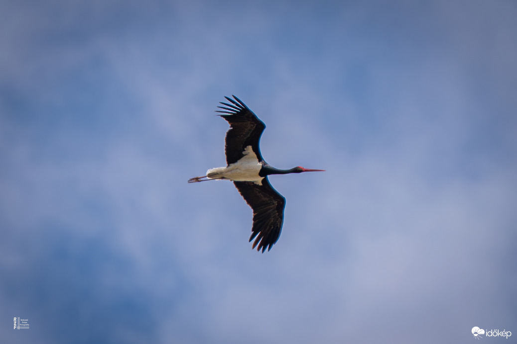 Kuriózum - Fekete gólya Tiszalök egén