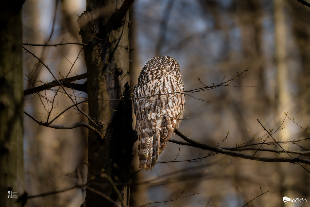 Véletlen lenne? Az erdők világnapján újra találkoztunk…