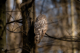 Véletlen lenne? Az erdők világnapján újra találkoztunk…