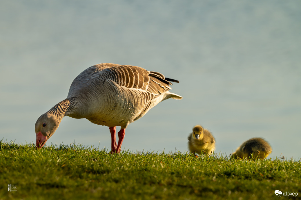 Hat apró csoda a vízen