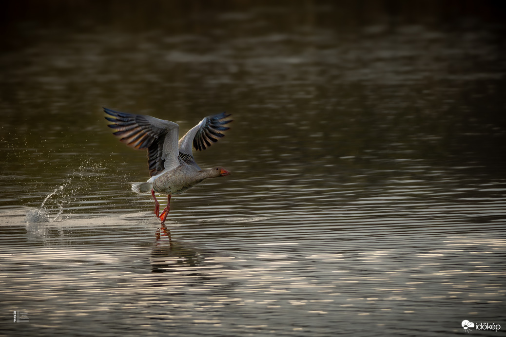 Boldogság világnapi tánc
