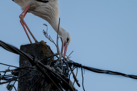 Tényleg itt a tavasz?