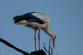 Tényleg itt a tavasz?