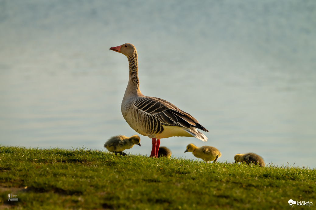 Hat apró csoda a vízen