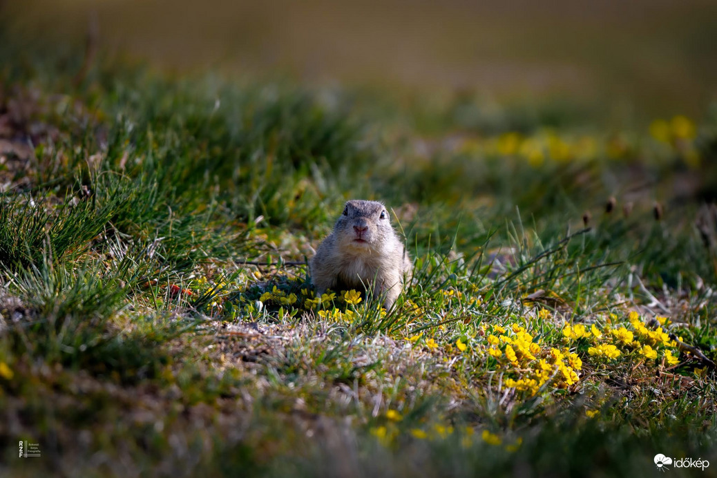 Harangod is beharangozta: történelmi ürge pillanatok