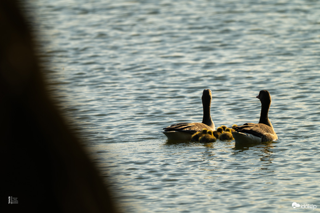 Hat apró csoda a vízen