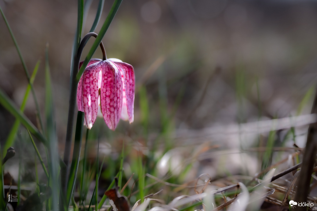 Mocsári kockásliliom