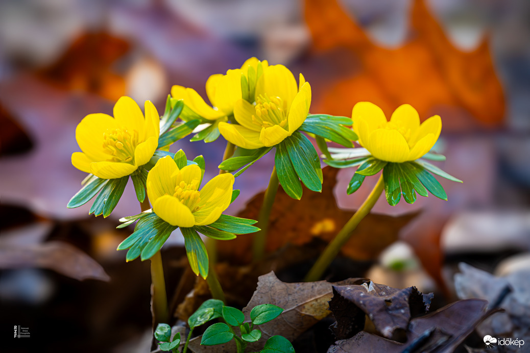 A téltemető már kibújt… vajon ez a tavasz jele?