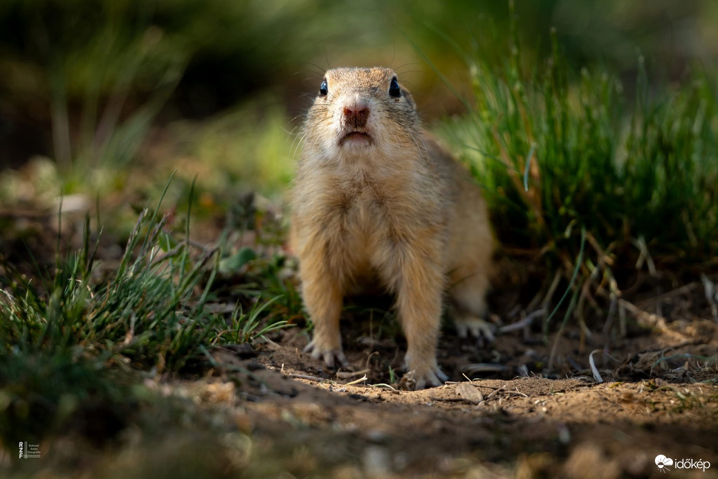 Harangod is beharangozta: történelmi ürge pillanatok