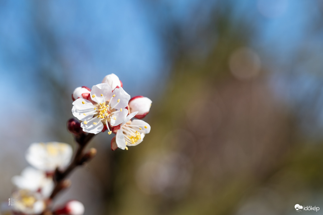 Sárgabarack virága